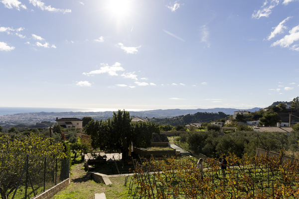 Wide vineyard view towards the sea near Málaga