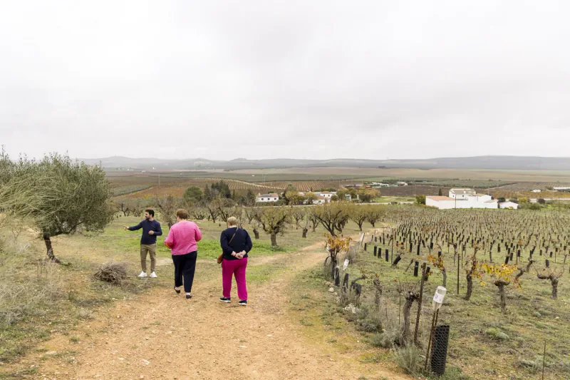 Olive groves and countryside on an olive oil experience.