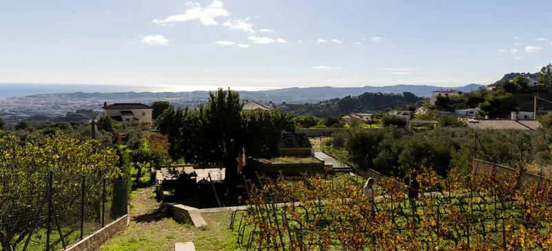 Antonio Mérida's small vineyard looking towards the Málaga coast