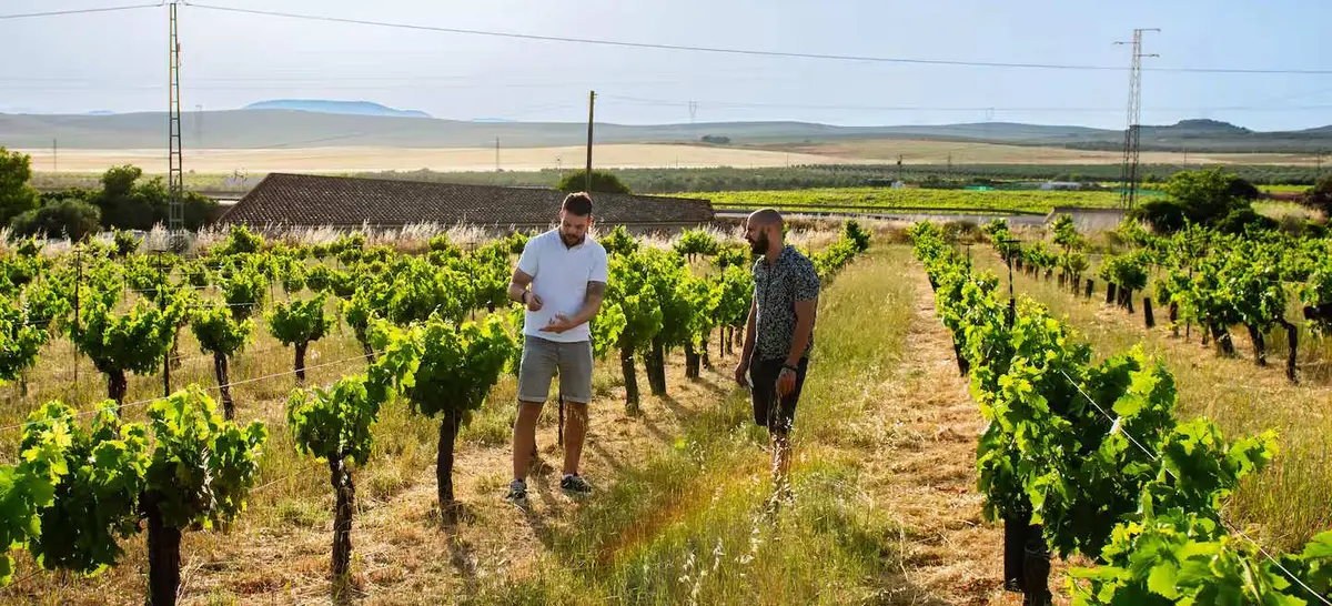 Guide and guest walking between vine rows in the Málaga countryside.