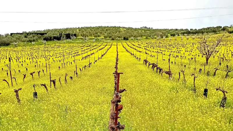 Organic olive groves and vineyards visited during the Olive Oil and Wine Tour from Málaga