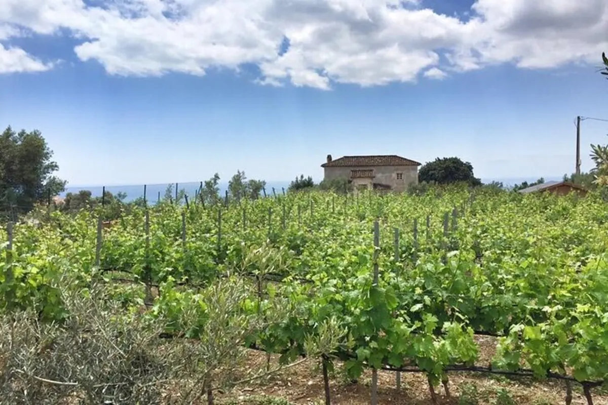 Vineyard panorama in the Mijas countryside.