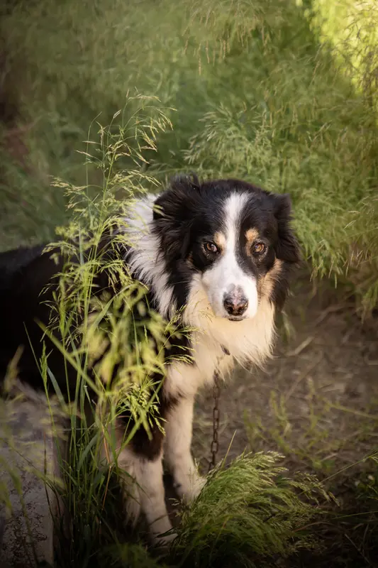 Tom, the gentle vineyard guardian pictured on the MALAOSTIA label