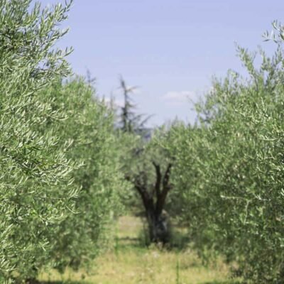 Olive oil mill tour Malaga