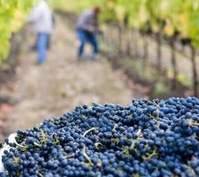 WIne tour in Ronda