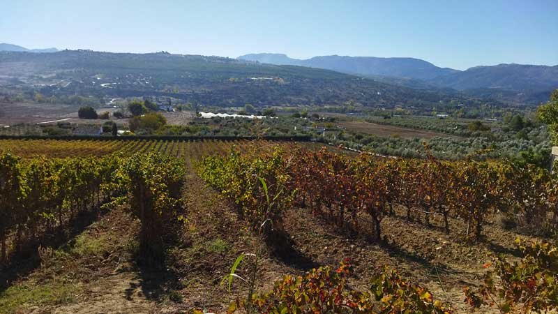 Tour de vinos en Málaga