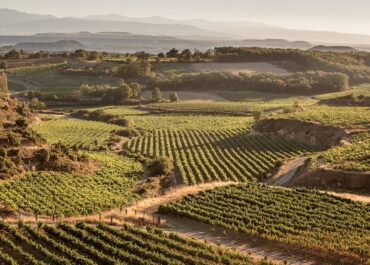 5 razones para hacer tour de vinos en Málaga