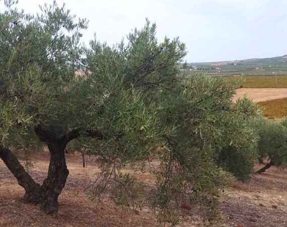 olive tree