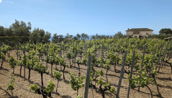 Scenic vineyard with a traditional countryside house in Ronda, perfect for a private wine tour.