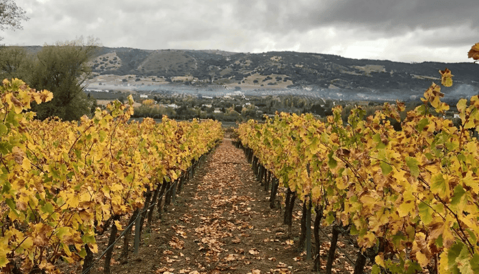 Wine-tour-in-Ronda-2.png