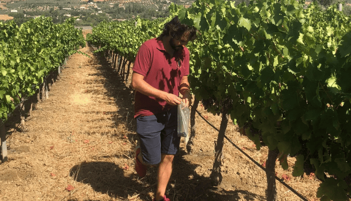 Wine-tour-in-Ronda-4.png