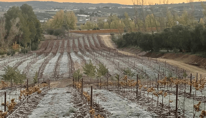 Wine-tour-in-Ronda-5.png
