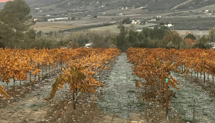 Wine-tour-in-Ronda-6.png