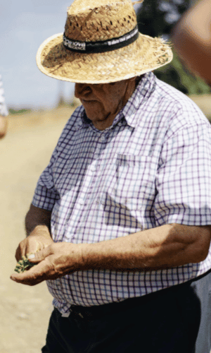 Local winemaker showing green grapes in the vineyard